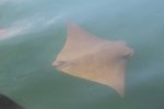 Golden cow ray