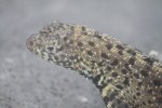 Large male lava lizard