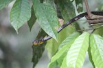Black-tailed Whip Snake