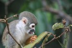 Squirrel Monkey eating seeds