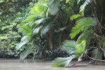 Huge ferns and palms along the creek