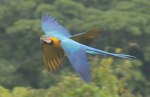 A pair of Blue and Yellow Macaws fly by